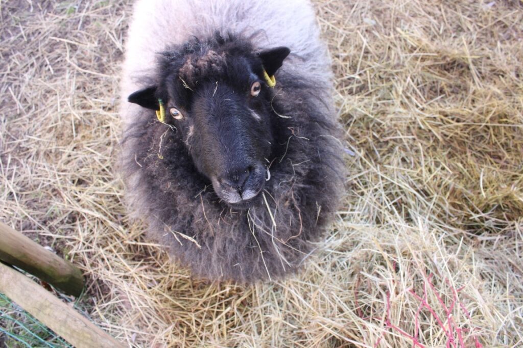 Whoopi, one of our Ouessant sheep at La petite ferme embir luxury self-catering gite accommodation