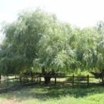 Willow tree in the garden of Petite Ferme Embir Gite - image used on Acknowledgements page, Remerciements