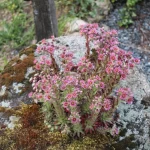 accommodation - private gardens Stable Cottage
